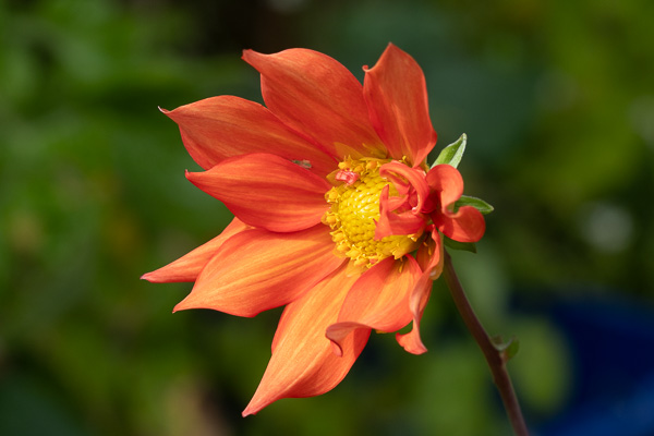 an orange dahlia flower, cactus style with a yellow centre, seen side on with a green background